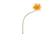 Brand Flower Graphic