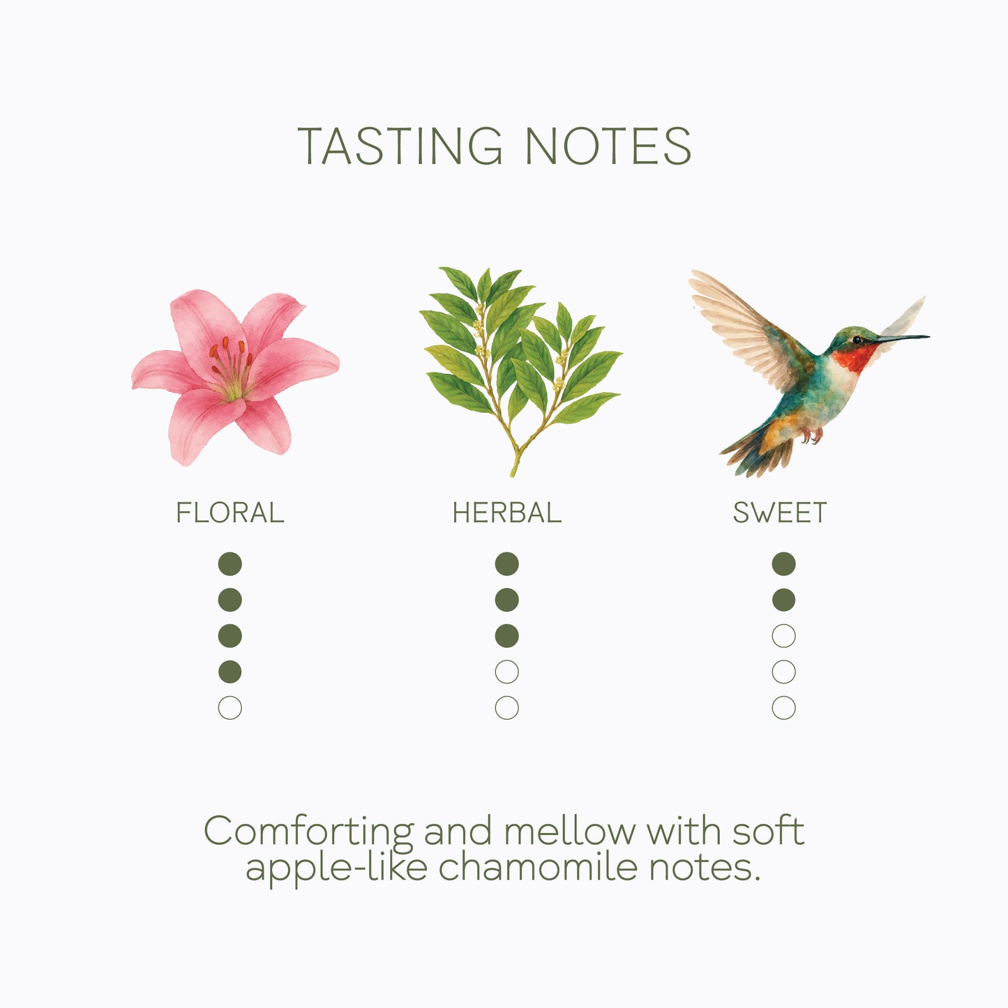 Roman Chamomile