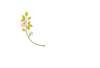 Brand Flower Graphic