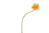 Brand Flower Graphic